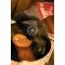 Grado SR125x
